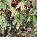 Cotoneaster salicifolius Fruit