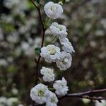 Spiraea prunifolia 花