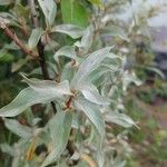 Elaeagnus commutata Φύλλο