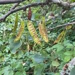 Cercis siliquastrum Plod