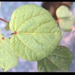 Gossypium hirsutum পাতা