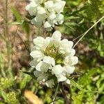 Prunella laciniata Blomma