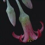 Cotyledon orbiculata Blomma