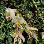Astragalus greuteri Floare