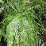 Nephrolepis exaltata অভ্যাস