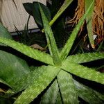 Aloe maculata Leaf