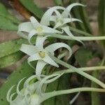 Cyrtorchis chailluana Flower