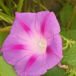 Ipomoea purpurea Květ