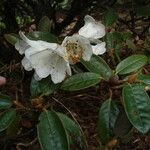 Rhododendron tsariense Flor