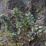 Polycarpaea gayi 整株植物