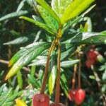 Crinodendron hookerianum Φύλλο