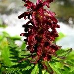 Pedicularis recutita Flor