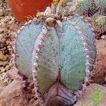 Astrophytum myriostigma Folha