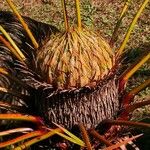 Cycas pectinata Flor