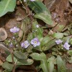 Veronica anagalloides Hábitos