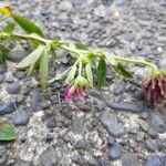 Trifolium wormskioldii Цвят