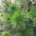 Pinus cembra ഇല