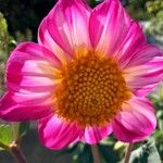 Dahlia tenuicaulis 花