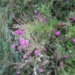 Epilobium hirsutumFlower