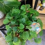 Peperomia albovittata ᱥᱟᱠᱟᱢ