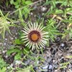 Carlina vulgarisCvet