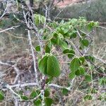 Macrotyloma axillare Leaf