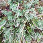 Teucrium marum 葉