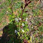 Eruca vesicaria Λουλούδι