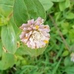 Gomphrena serrata फूल