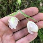 Calochortus albus Кветка