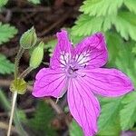 Erodium manescavi ফুল