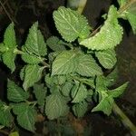 Lantana viburnoides Blad