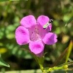 Agalinis purpurea 花