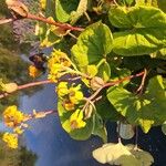 Ligularia dentata Flower