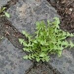 Taraxacum erythrospermum 叶