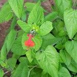 Salvia roemeriana Flor