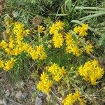 Senecio squalidus Flor