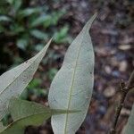 Licania parvifructa 葉