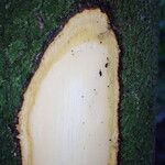 Diospyros abyssinica Schors