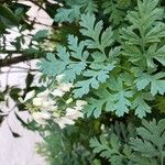 Dicentra formosaFlower