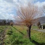 Salix x fragilis Other