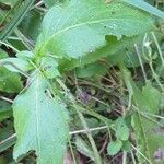 Knautia dipsacifolia Hoja