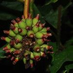 Psychotria arnoldiana Fruit