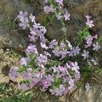 Phlox caespitosa Flor