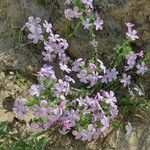 Phlox caespitosa 花