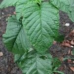 Amaranthus viridis Blatt