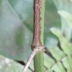 Sauropus androgynus Bark