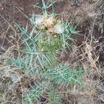 Galactites duriaei Fula