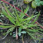 Agoseris apargioides Habit