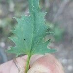 Chenopodium rubrum Hoja